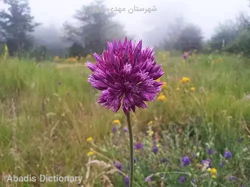 شهرستان مهدی شهر